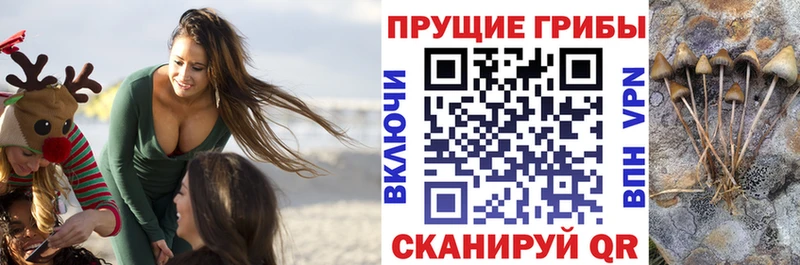 ОМГ ОМГ tor  Каменск-Уральский  Псилоцибиновые грибы мицелий 